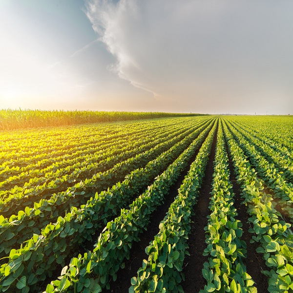 Agricultural soy plantation on sunny day - Green growing soybeans plant