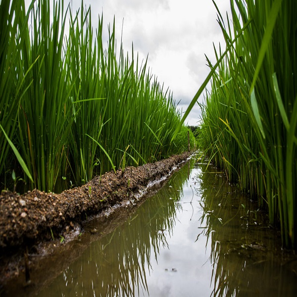 project-agri1