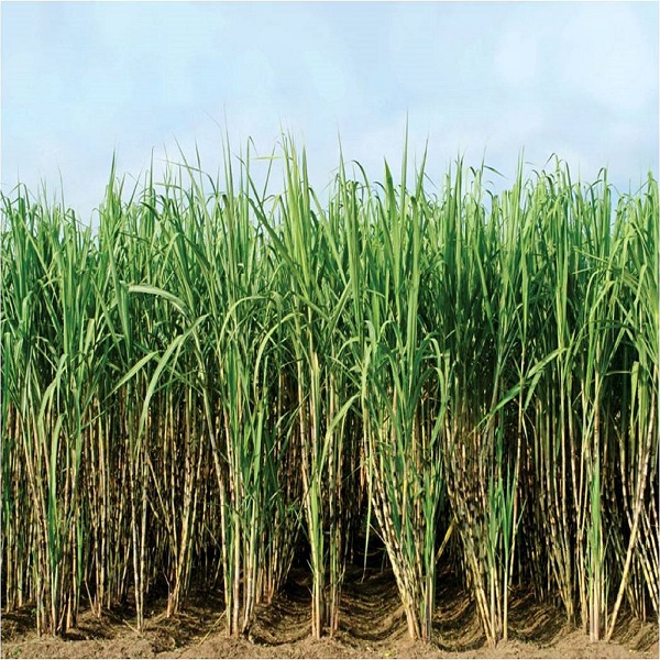 project-agri2